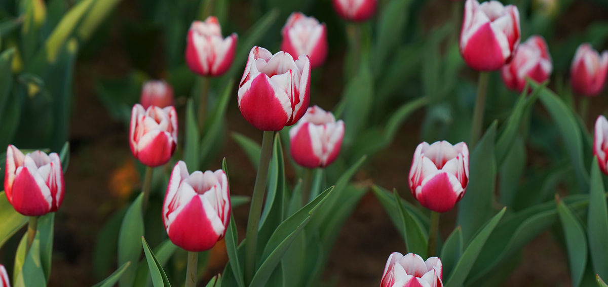 Blooming bulbous plants at Xiangmi Park
