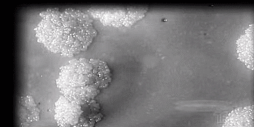 01.gif