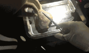 24.gif