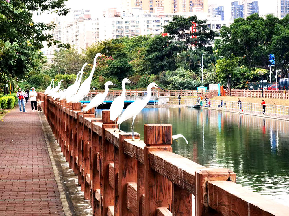 深圳南山区治水护水成效显著 一群群白鹭戏水双界河