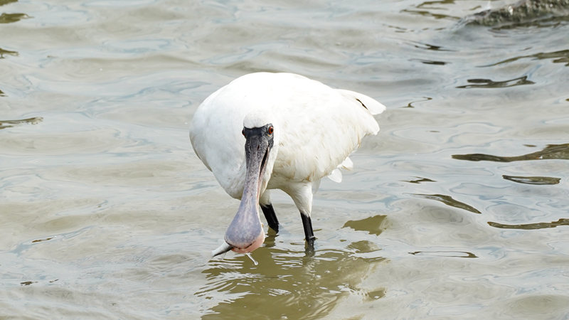 14. A juvenile black-faced spoonbill catches a small fish at Shenzhen Bay._副本.jpg