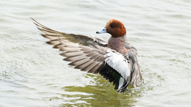 19. A male Eurasian wigeon flaps its wings at Shenzhen Bay._副本.jpg