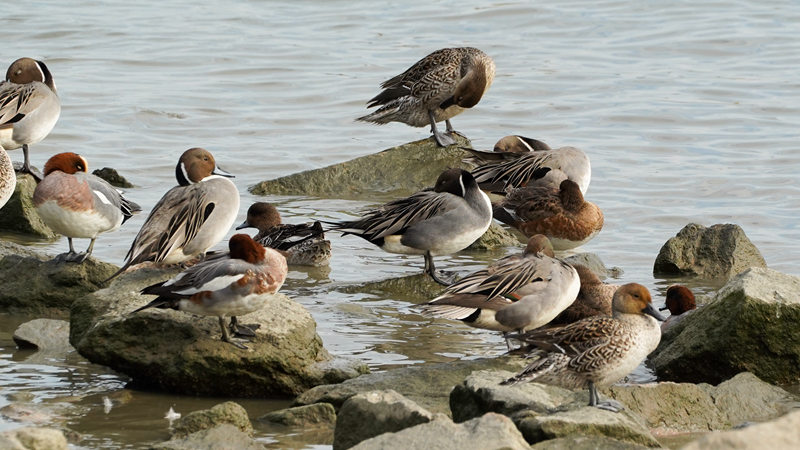 21. Migratory ducks take a rest on the shore of Shenzhen Bay._副本.jpg