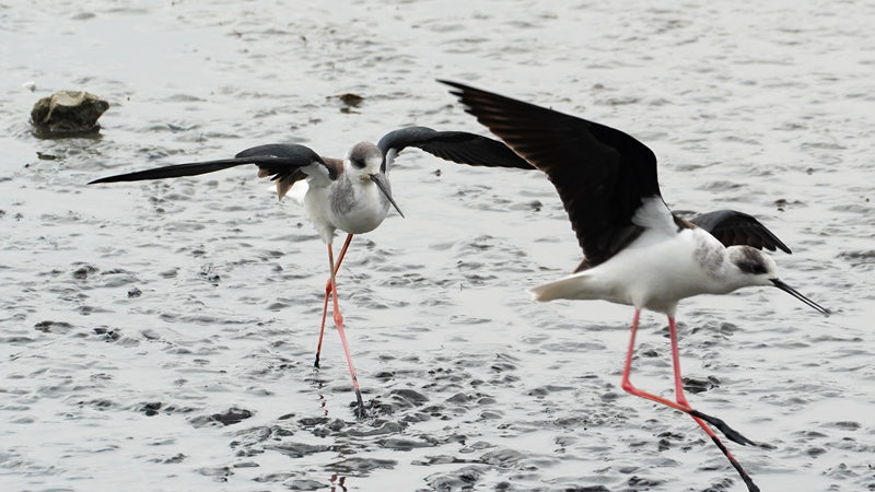 51. Black-winged stilts chase after each other at Shenzhen Bay Park._副本.jpg