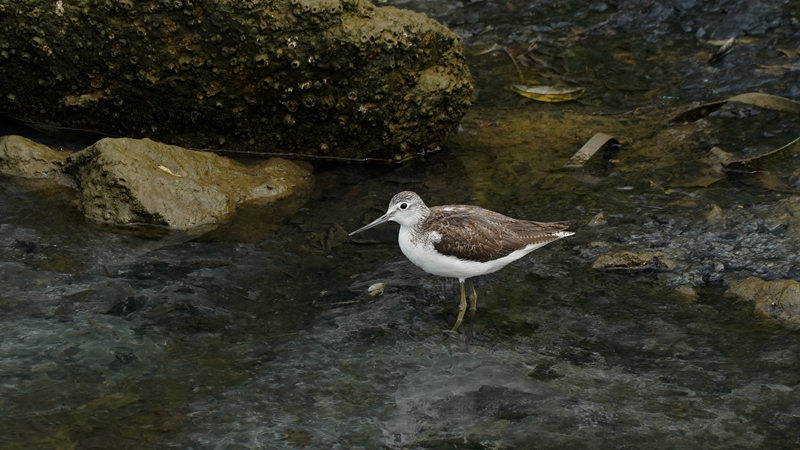 58. A commom greenshank stands near the shore of Shenzhen Bay._副本.jpg