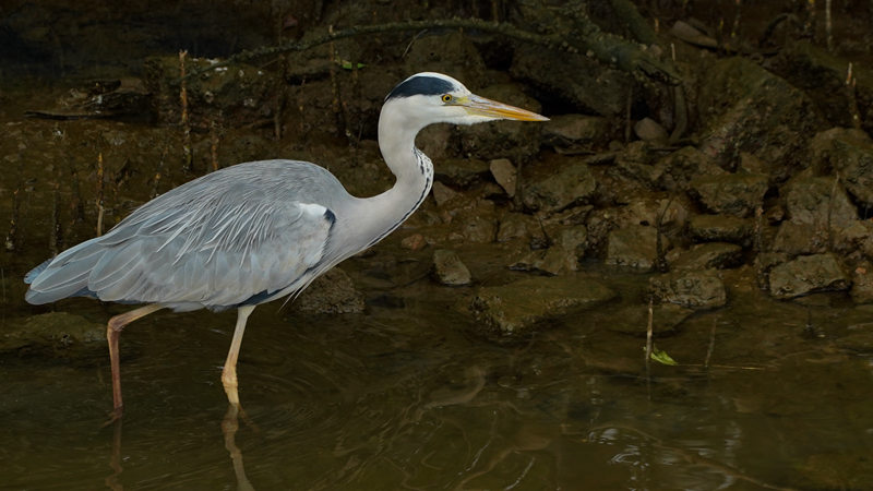 59. A grey egret is seen near the magrove forest at Shenzhen Bay Park._副本.jpg