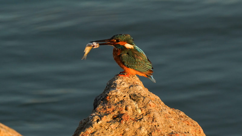 73. A common kingfisher, which is a resident bird in Shenzhen, perches on a rock while holding a small fish in its beak at Shenzhen Bay Park._副本.jpg