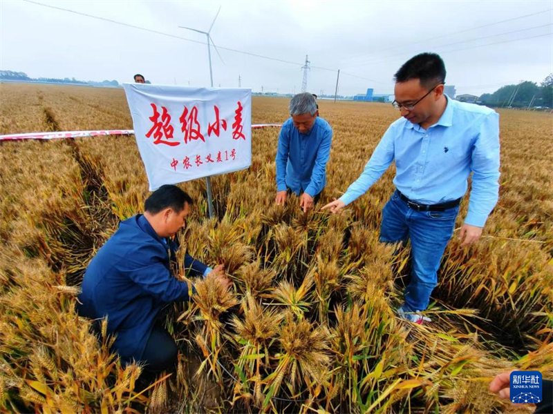 深圳で開発の小麦新品種３種、いずれも「超高収量」の予測 広東省 写真 ...