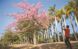 美人树开美人花 浪漫鹏城花似海