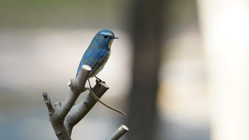 71. A red-flanked bluetail at Lianhua Hill Park in Futian District._副本.jpg