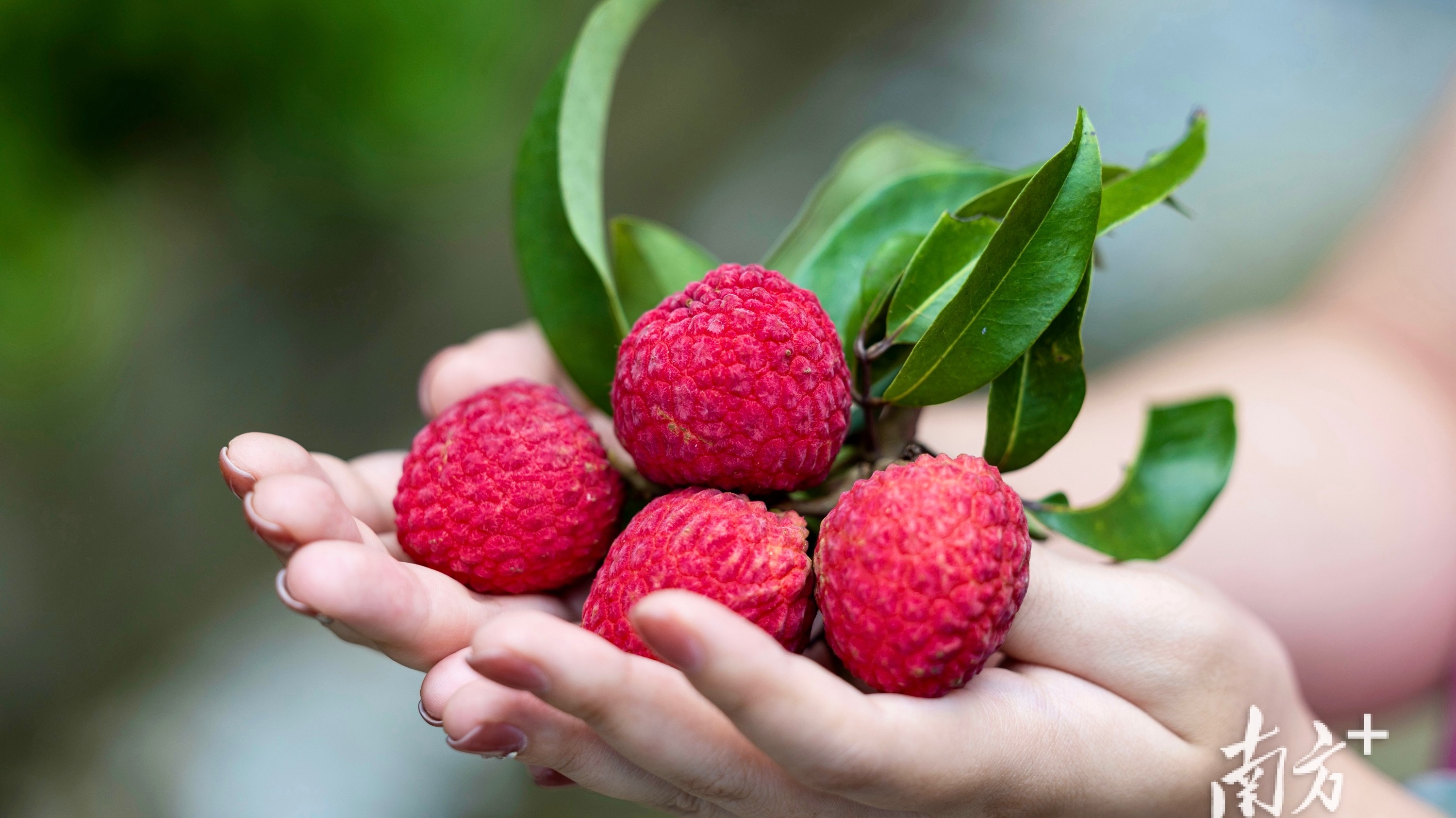 Sweet and succulent Guangdong litchis hit the market