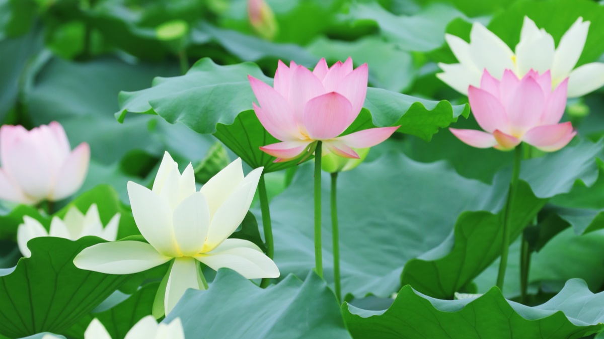 2025 Shenzhen Lotus Festival blooms at Honghu Park