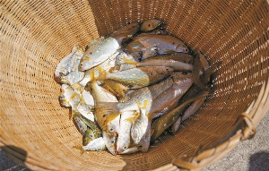 南海开渔捎来“第一口鲜”
