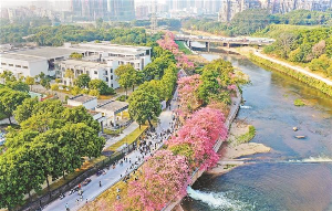 异木棉盛放观澜河畔