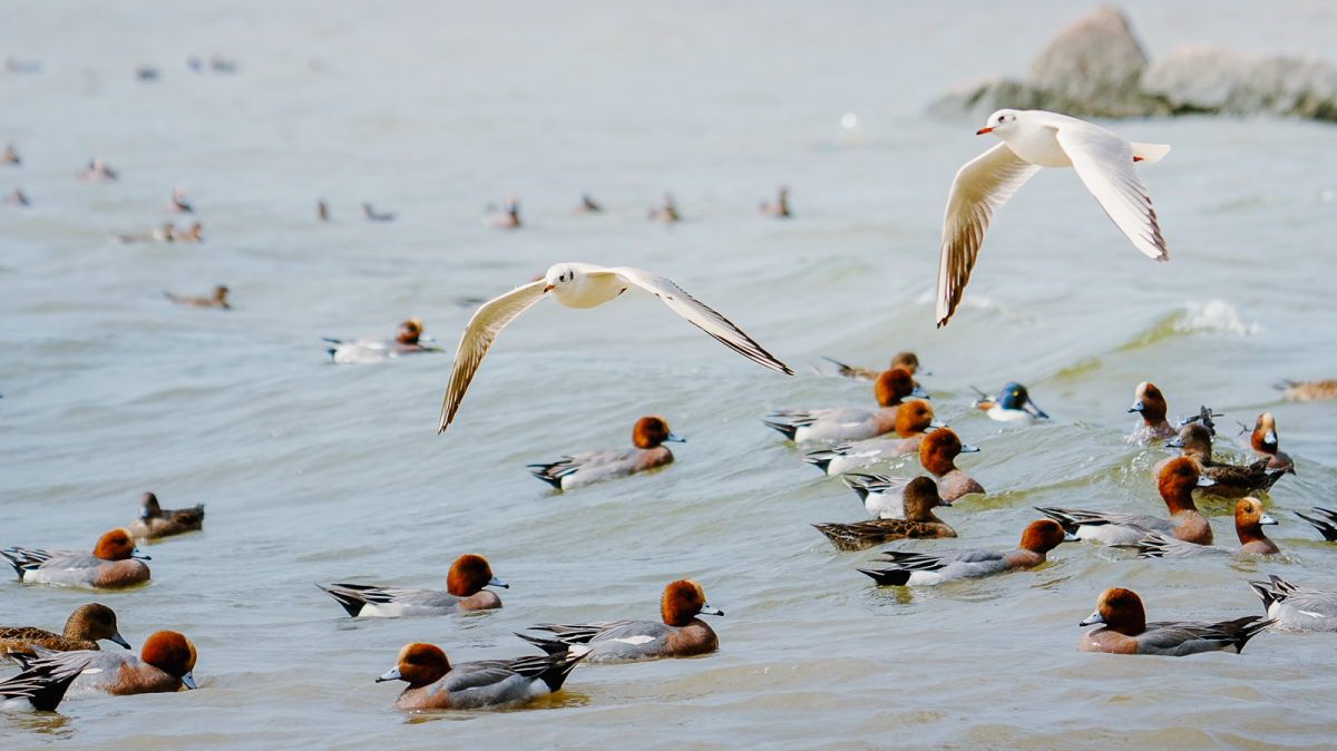 Birdwatching Guide | Exploring "bird paradises" in Guangdong