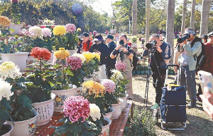 限定“金色浪漫”邀您赴约