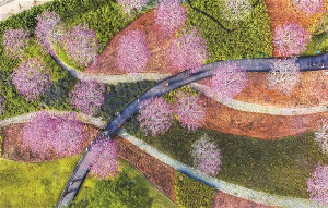 紫花风铃木绽放太子湾畔