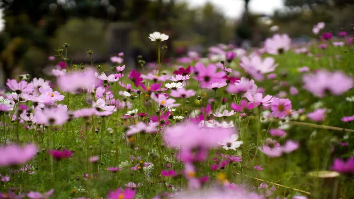 Gazania flowers are in full bloom at Xili Ecological Park