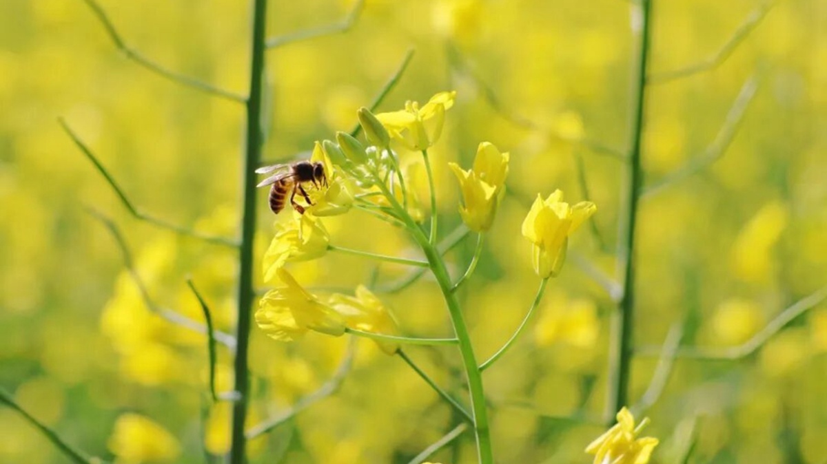 Rapeseed flowers in full bloom herald the arrival of Spring