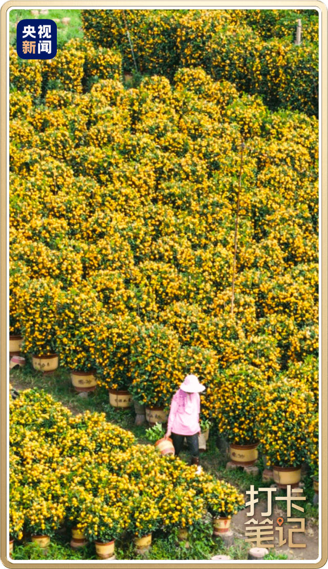 △佛山顺德年桔种植基地。摄/张宁