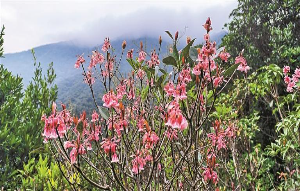 铃儿花开迎客来
