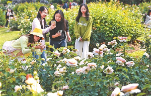 2026深圳春花集·月季赏开幕