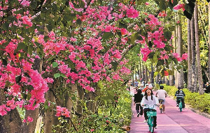 香满街衢花作海 满城裙袂竞追春