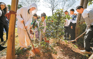春天种下一棵树