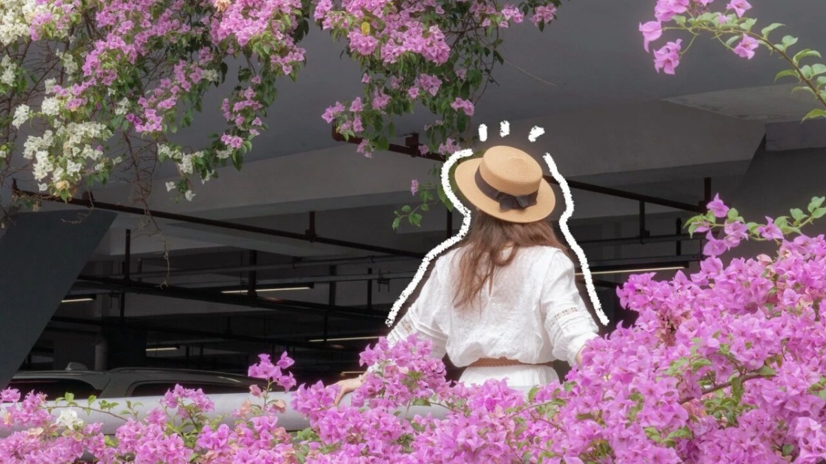 Xianhu Botanical Garden's parking lot transforms into a sea of bougainvillea