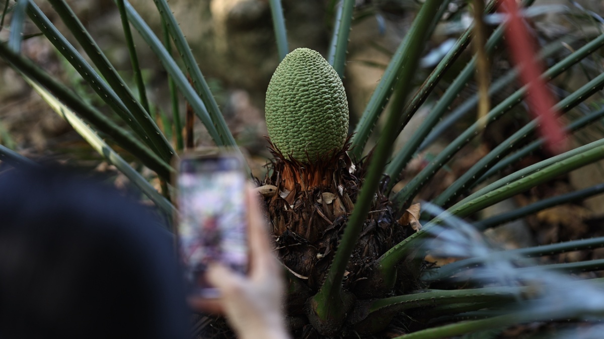 Families discover Nanshan's biodiversity via green adventures