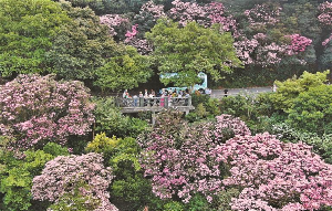 梧桐山毛棉杜鹃赏花正当时