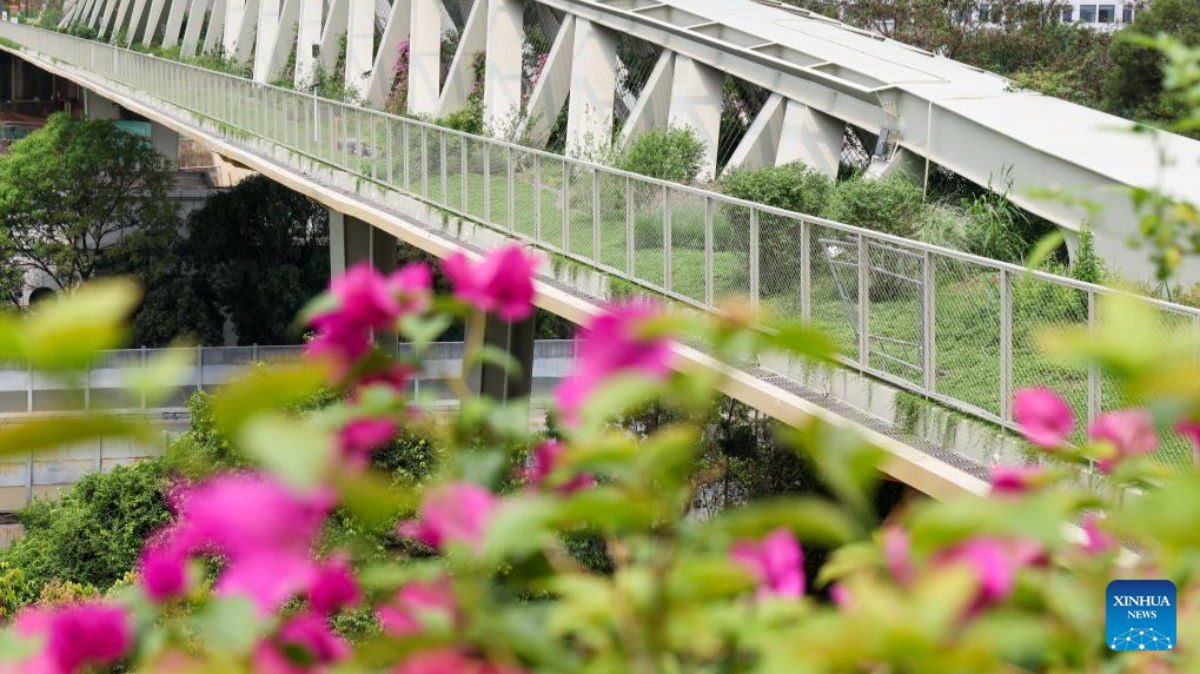 Shenzhen explores distinctive path for biodiversity conservation in urban areas