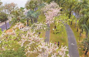 花漾枝头 人醉芳华