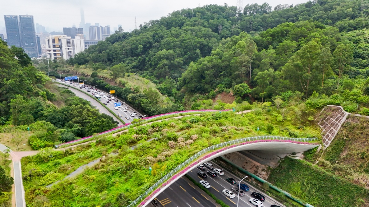 Bridges over urbanity: How Shenzhen is making room for nature