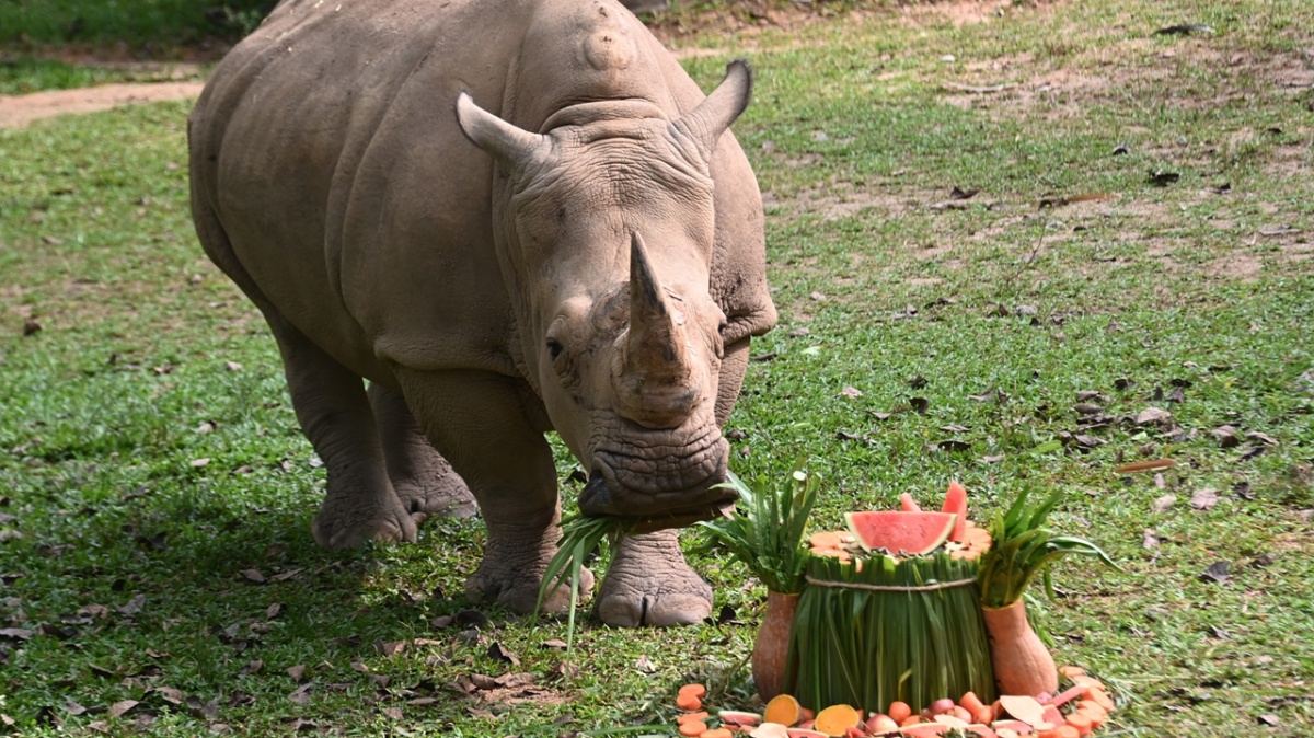 Shenzhen Safari Park crafts festive food platters for World Rhino Day